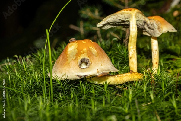 Obraz Eine Pilzfamilie in herbstlicher Umgebung