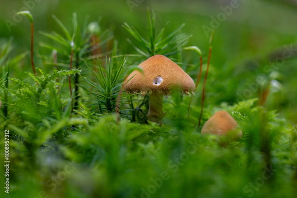 Obraz Eine Pilzfamilie in herbstlicher Umgebung