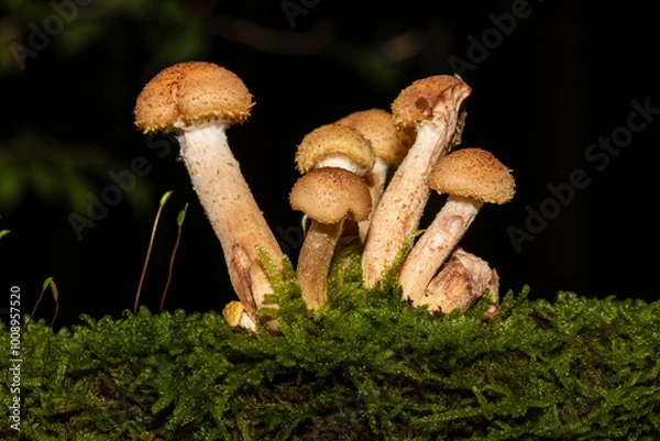 Obraz Eine Pilzfamilie in herbstlicher Umgebung