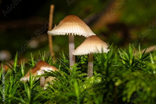 Obraz Eine Pilzfamilie in herbstlicher Umgebung
