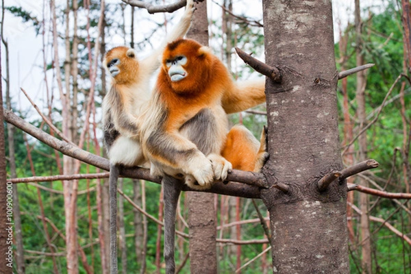 Obraz Wild leaf monkey