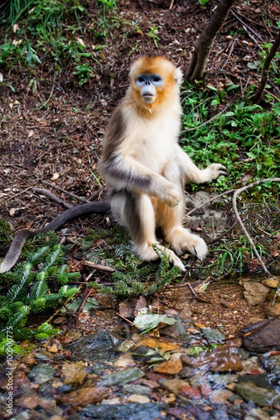 Obraz snub-nosed monkey in the wild
