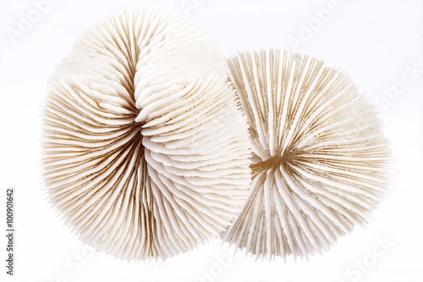 Fototapeta seashells of Fungia  on white background, close up