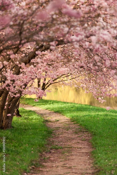 Fototapeta Blühende Kirschbäume am Wegesrand