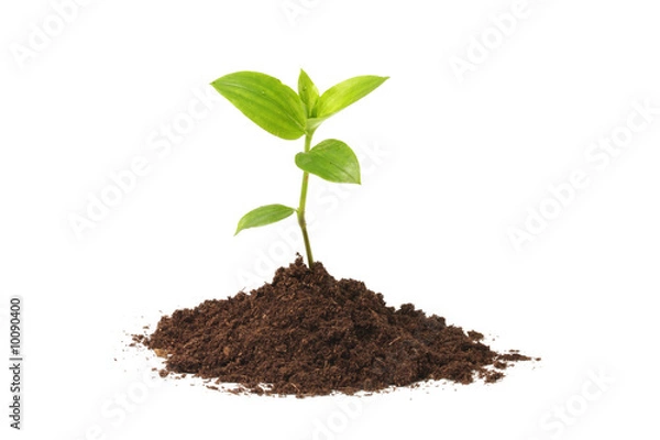 Obraz Młoda roślina