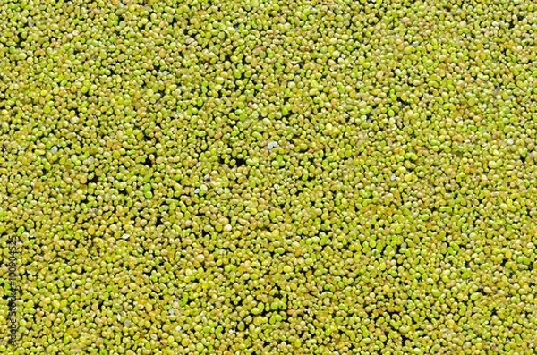 Fototapeta floating green duckweed as background