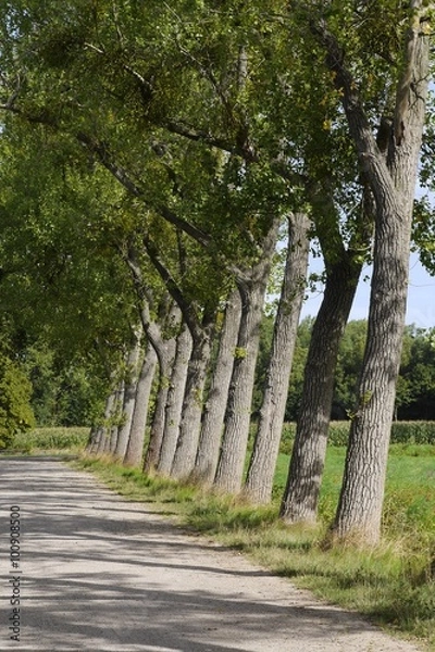 Obraz Allee im Sommer