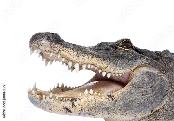 Fototapeta American Aligator przed białym tłem