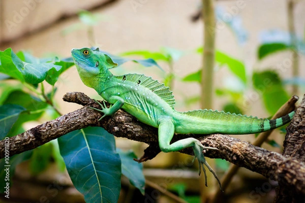 Obraz Green lizard basiliscus sitting on a branch in jungle