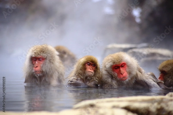Obraz 温泉に浸かる猿