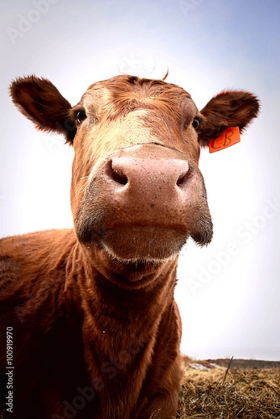 Obraz Cow nosing the camera lense