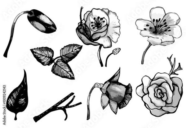 Fototapeta Sketches of flowers and petals, hand drawn, black and white. Vector illustration, isolated on white background