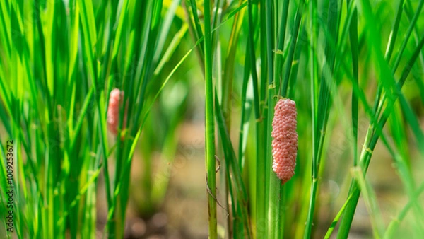 Fototapeta The golden snail (Pomacea canaliculata Lamarck) is a freshwater mollusk that is a rice pest in Asia. Golden apple snail eggs cling to seedlings in rice fields.