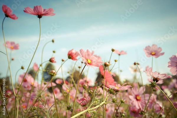 Fototapeta Cosmos flower blossom in garden