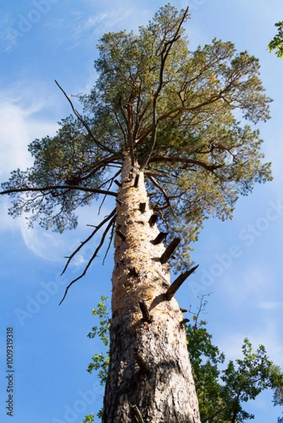 Obraz Bottom view of a branched trunk of a large old pine on a background of blue summer sky