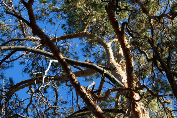 Obraz tree branches with bird against blue sky. Autumn landscape.