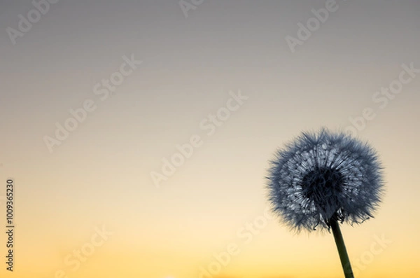 Obraz dandelion against evening sky
