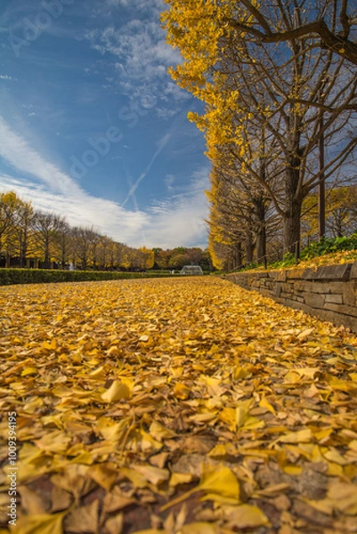 Obraz 黄金色のイチョウの絨毯2
