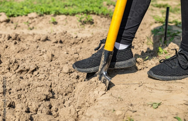 Fototapeta Shovel in the ground. Agriculture and soil cultivation. Digging the ground with a shovel.