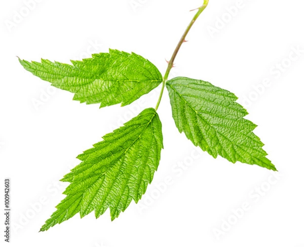 Obraz raspberry leaves
