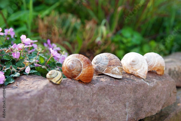 Fototapeta five snail shells on a stone in a garden