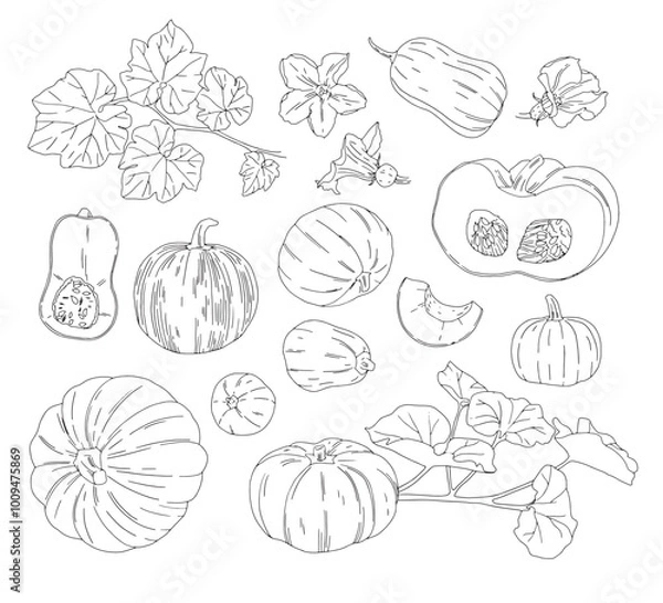 Obraz linear vector set of drawn pumpkins of different shapes with leaves and flowers