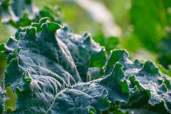 Obraz Kohlrabi, also called German turnip or turnip cabbage, is a biennial vegetable, a low, stout cultivar of wild cabbage.