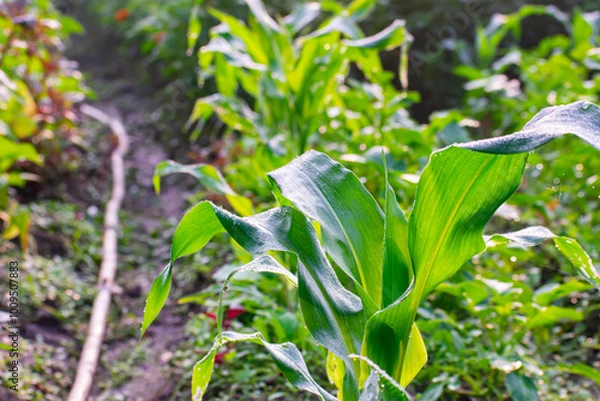 Obraz A small cornplant close up macro shot in a winter morning in north india.