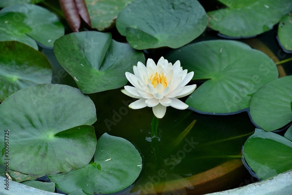 Obraz Lotus blossom