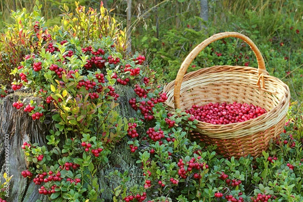 Fototapeta Cranberries and basket