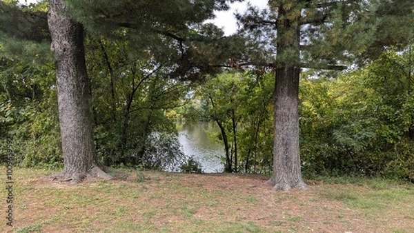 Obraz trees in the park