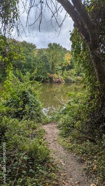 Obraz river in the woods