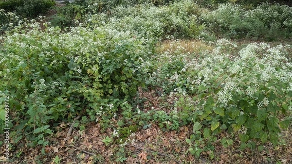 Obraz grass in the garden