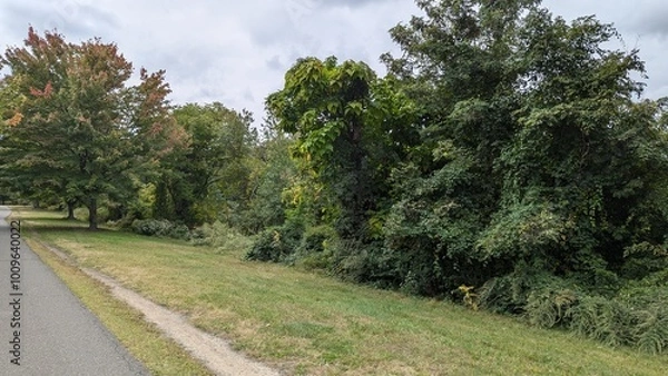 Obraz woods and meadow