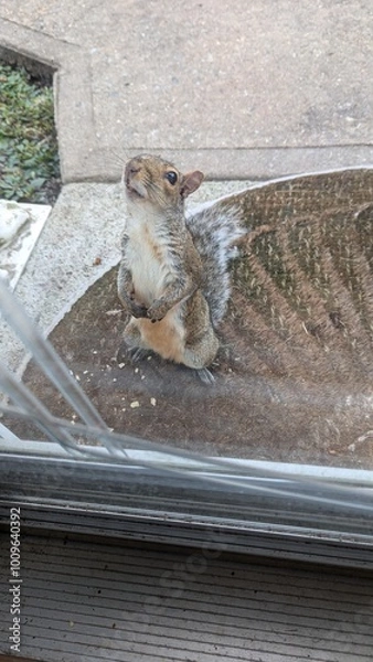 Obraz squirrel friend