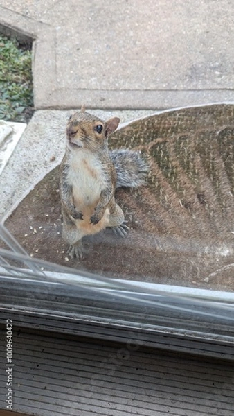 Obraz squirrel friend