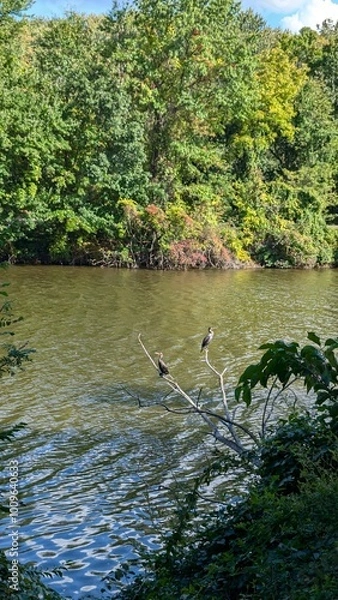 Obraz lake in the forest