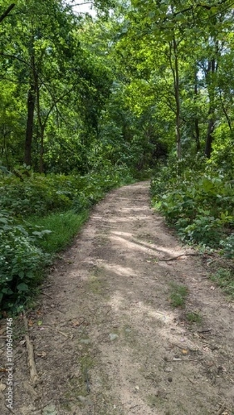 Obraz path in the woods