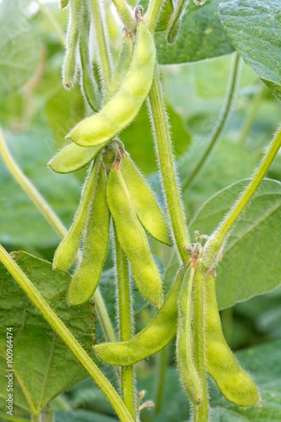 Obraz Young green soya bean.
