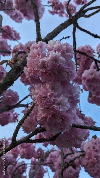 Obraz cherry blossom
