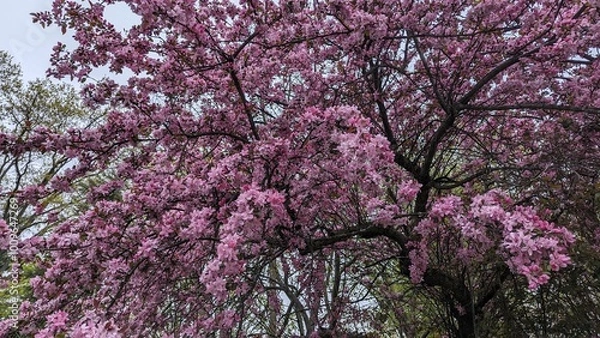 Obraz flowers in the wind