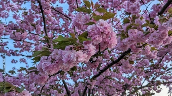 Obraz cherry blossom