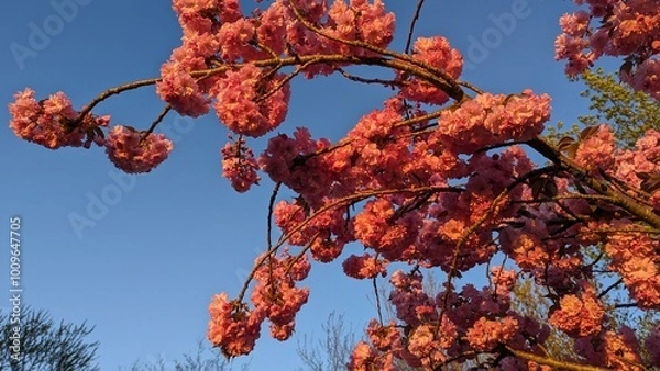 Obraz red autumn leaves