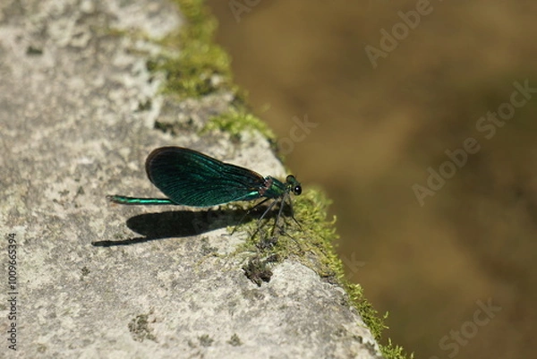 Fototapeta Libelle Grün