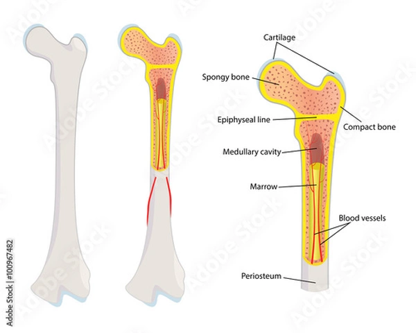 Obraz Human bone anatomy, vector