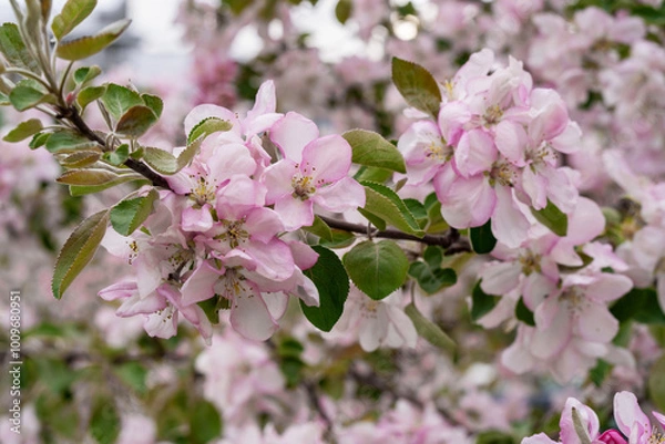 Fototapeta Apple or Cherry Tree Blossom Close-up Like Sakura