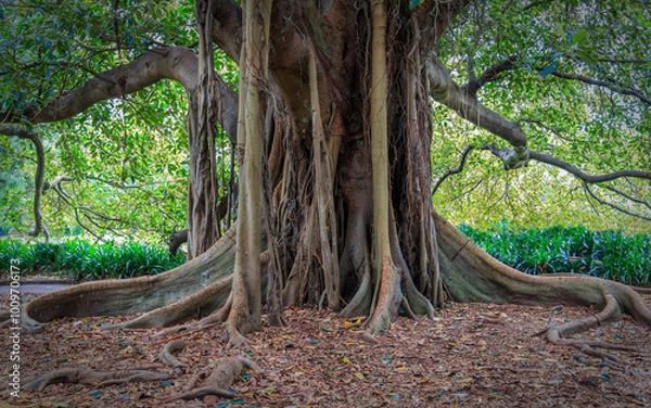 Fototapeta The trunk of a massive old Banyan Tree in Sydney Australia