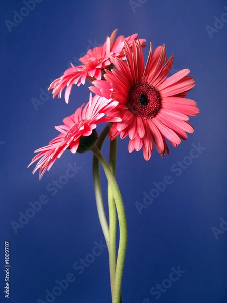 Obraz gerbera daisy trio portrait 2