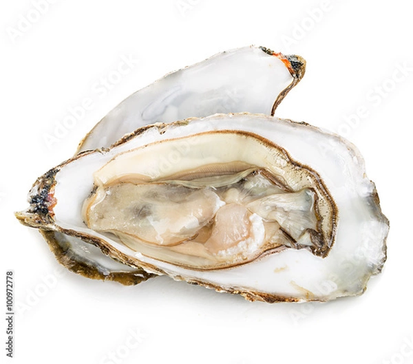Fototapeta Oysters with pearls isolated on white background