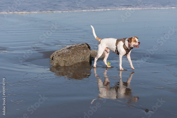 Obraz Dog with reflection on a beach with a ball